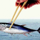 Dimagrire velocemente: mangiare tonno aiuta?