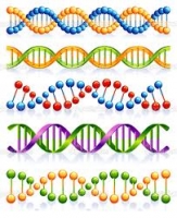 Genomech: dieta del DNA